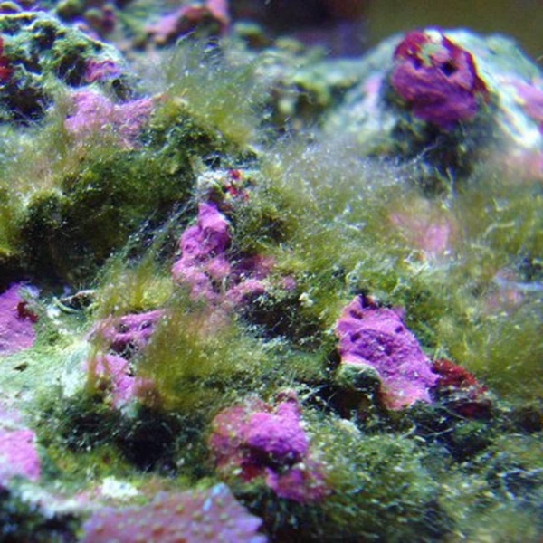 Tảo tóc (Green Hair Algae) có màu xanh lá, sợi dài bám đá, thường xuất hiện trong hồ cá biển khi nitrate và phosphate cao