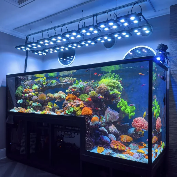 Hình ảnh tổng quan dòng đèn flagship Illumagic X4 lắp trên một bể san hô SPS lên màu rực rỡ.