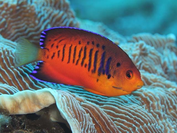 Cá Thiên Thần Du Mục – True Shepard’s Angelfish | Cá Biển Dễ Chăm Sóc