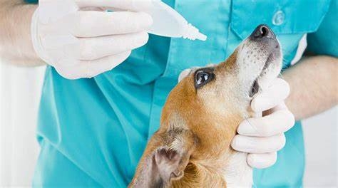 Dịch vụ Chăm Sóc & Điều Trị Tai - Mắt - Miệng Cho Thú Cưng