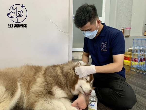 Dịch vụ Khám Chữa Bệnh Tại Nhà Cho Thú Cưng