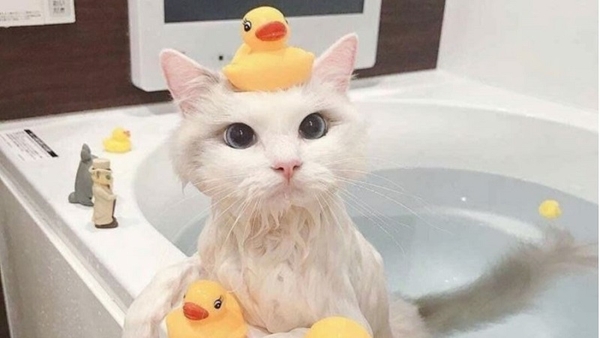 Dịch Vụ Tắm Căn Bản Cho Mèo