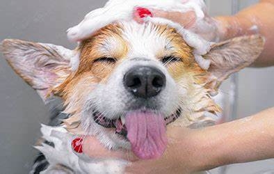 Dịch Vụ Tắm Trị Liệu Cao Cấp Cho Chó