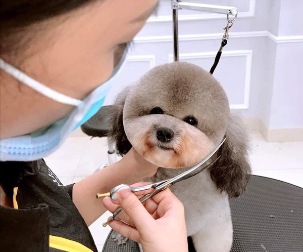 Dịch vụ Gỡ Rối Lông + Tỉa Móng