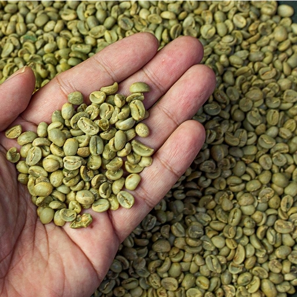 Cà phê nhân Robusta Honey S14-S16-S18