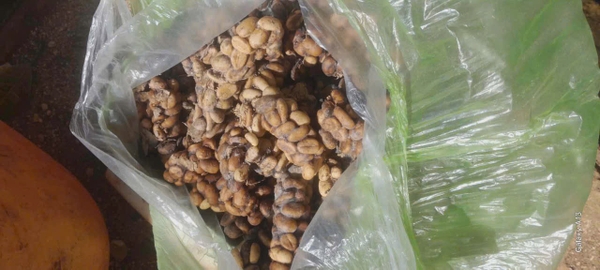 Cà phê nhân Robusta/Arabica chồn nguyên chất
