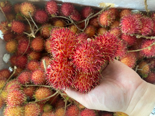 Health Benefits of Rambutan and Why to choose Vietnamese Rambutan
