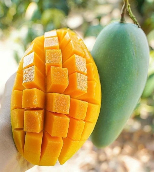 Mango
