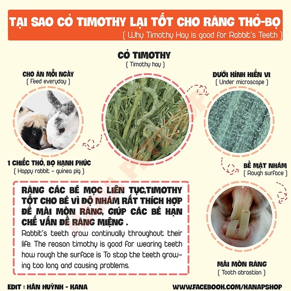 Cỏ Timothy Anderson 🐹FREESHIP🐹Cỏ Timothy Canada cắt sẵn 3 lần Siêu Ngon Dành Cho Thỏ, Bọ , Chinchi.
