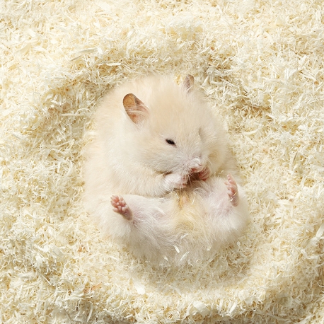 Lót Chuồng Gỗ Dương Nhung Yee 🐹FREESHIP🐹 Mùn Gỗ Dương Nhung Khửi Mùi Tạo Hình Hang Đào Cho Hamster Bear, WinterWhite