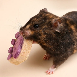Bánh Mài Răng Hamster 🐹FREESHIP🐹 Bánh Thịt Xay Sấy Khô Dinh Dưỡng Cho Hamster, Sóc và Thú Cưng Khác