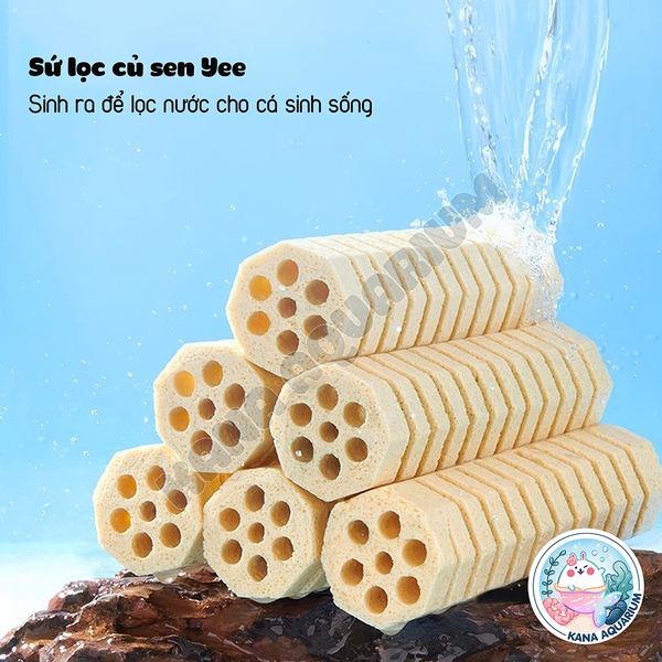 Sứ Lọc Củ Sen Yee 🐟 FREESHIP 🐟 Vật Liệu Lọc Cao Cấp Cho Hồ Cá , Bể Cá Giúp Bổ Sung Khoáng Chất