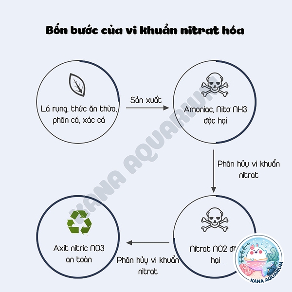 Chế Phẩm Sinh Học Nitrifier 🐟 FREESHIP 🐟 Xử Lý Nước Tối Ưu Giúp Hồ Cá Trong Vắt Khử Độc Nitrat Hoá