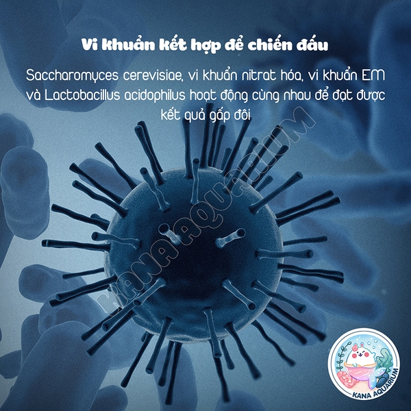 Chế Phẩm Sinh Học Nitrifier 🐟 FREESHIP 🐟 Xử Lý Nước Tối Ưu Giúp Hồ Cá Trong Vắt Khử Độc Nitrat Hoá