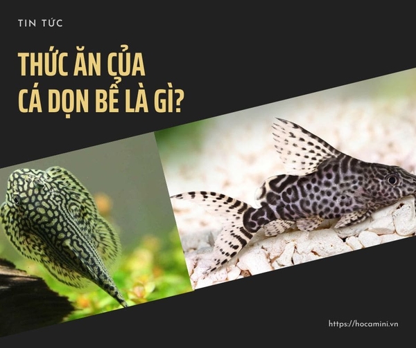 Thức ăn của cá dọn bể là gì?