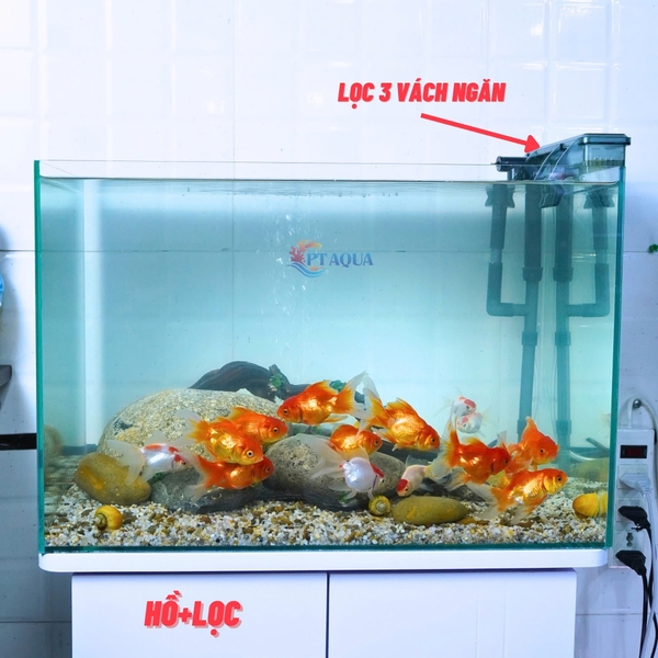 Bể Cá Mini Để Bàn 50cm Nhiều Mẫu Combo Phù Hợp Nuôi Cá Cảnh hoặc Làm Hồ Thuỷ Sinh