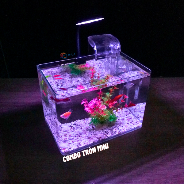Bể cá mini Đúc uốn cong 25x16x18cm để bàn Với nhiều mẫu lựa chọn có kèm phụ kiện sỏi nền và cây nhựa