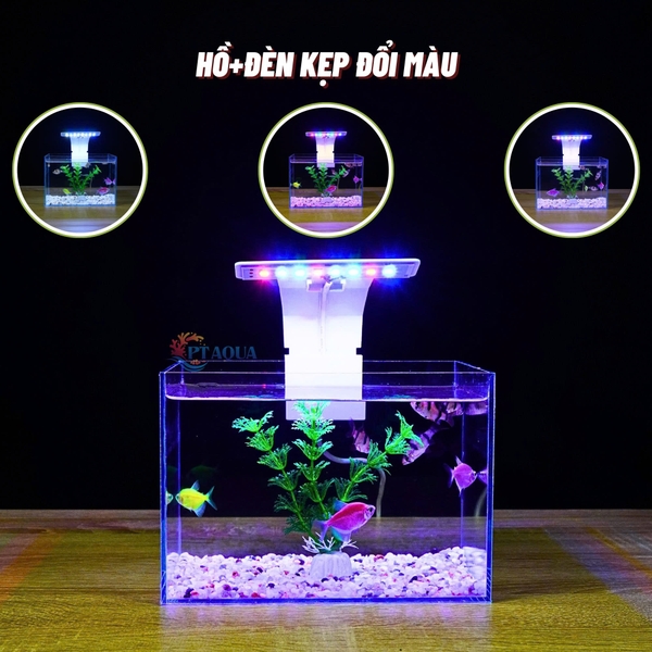 Bể Cá Mini Để Bàn 20x14x14cm Nhỏ Xinh Dễ Thương Phù Hợp Nuôi Cá Cảnh Nhỏ Để Bàn