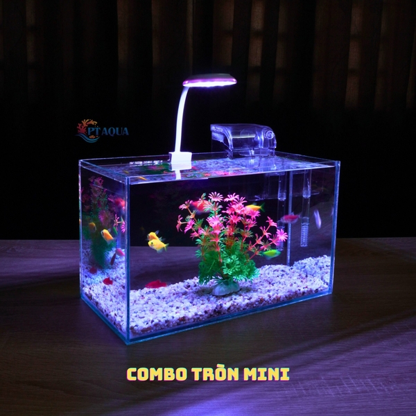 Bể cá mini để bàn DỄ THƯƠNG sành điệu trang trí đẹp mắt