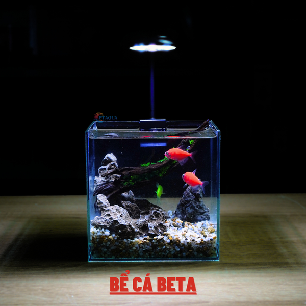 Bể cá mini BETTA nhỏ xinh để bàn