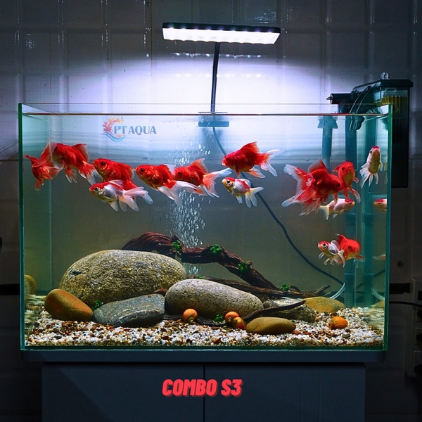 Bể Cá Mini Để Bàn 50cm Nhiều Mẫu Combo Phù Hợp Nuôi Cá Cảnh hoặc Làm Hồ Thuỷ Sinh
