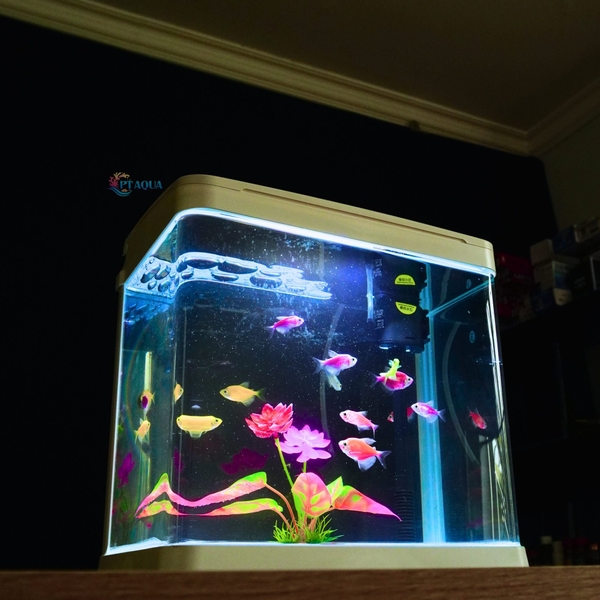 Bể Cá Kính Đúc 30cm tích hợp LỌC và ĐÈN , Dài 30cm Rộng 19.5cm Cao 32cm