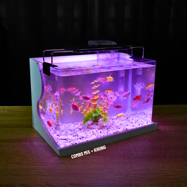 Bể cá mini Đúc uốn cong 30x18x20cm để bàn Với nhiều mẫu lựa chọn có kèm phụ kiện sỏi nền và cây nhựa