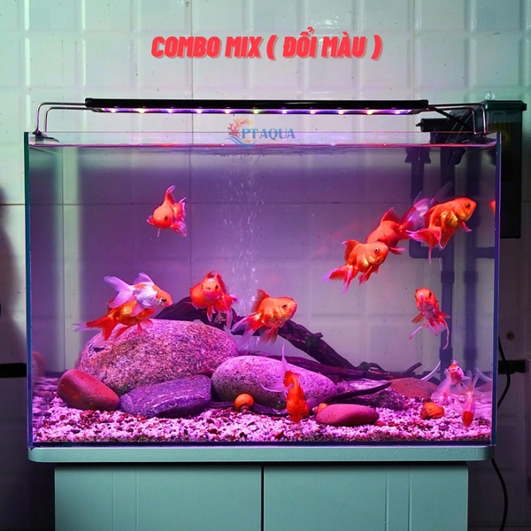 Bể Cá Mini Để Bàn 50cm Nhiều Mẫu Combo Phù Hợp Nuôi Cá Cảnh hoặc Làm Hồ Thuỷ Sinh