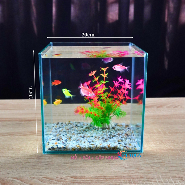 Bể cá mini để bàn CUBIC 20 combo nhiều mẫu nhỏ xinh phù hợp nuôi cá cảnh để bàn