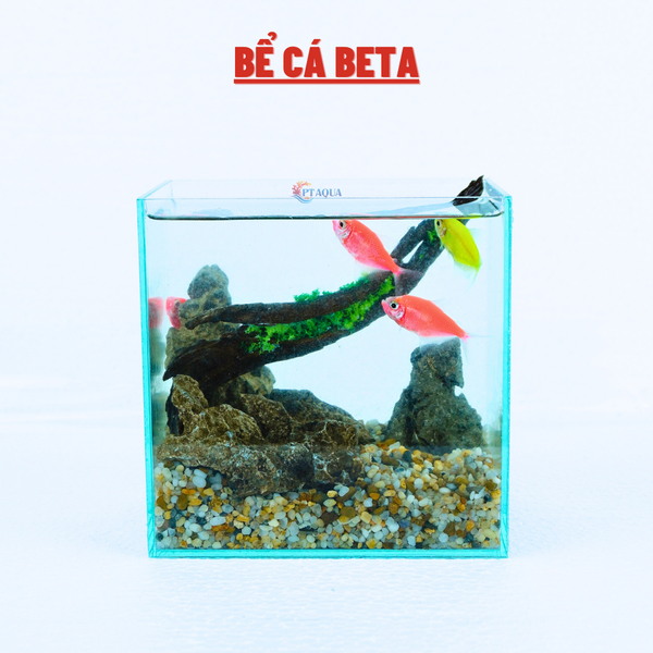 Bể cá mini BETTA nhỏ xinh để bàn