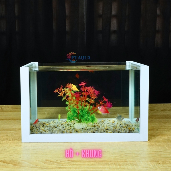Bể cá mini để bàn COMBO giá rẻ đầy đủ phụ kiện