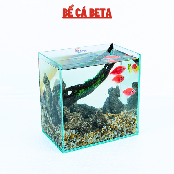 Bể cá mini BETTA nhỏ xinh để bàn