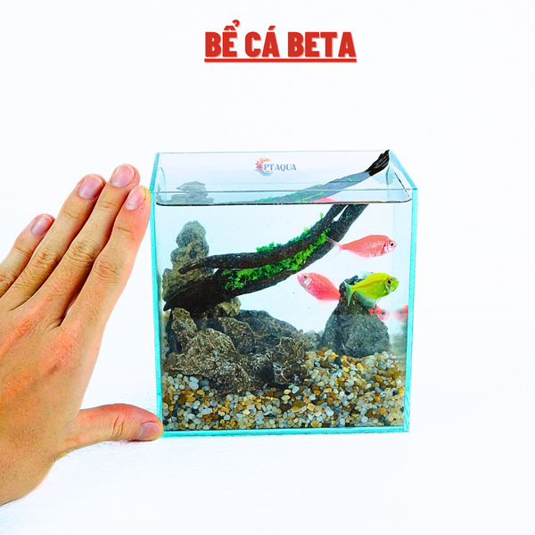 Bể cá mini BETTA nhỏ xinh để bàn