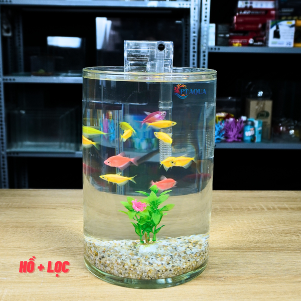 Bể cá mini tròn để bàn D20-H30cm chọn theo combo nhiều mẫu kèm phụ kiện