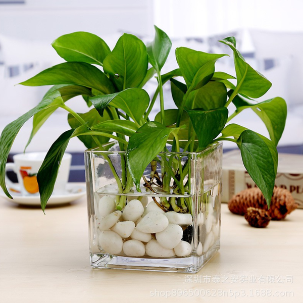 Chậu Thủy Tinh Trồng Cây, Lọ Thủy Tinh Vuông Trồng Cây Trong Suốt, Cắm Hoa Để Bàn, Decor Nội Thất Đa Năng