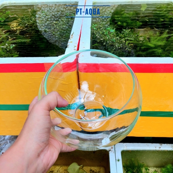 Chậu thủy tinh mini tròn ngang 17cm cao 13cm