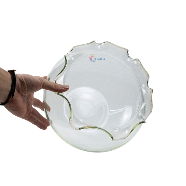 Chậu thủy tinh tai bèo để bàn , chậu thủy tinh mini tai bèo HB01 nuôi cá và trang trí