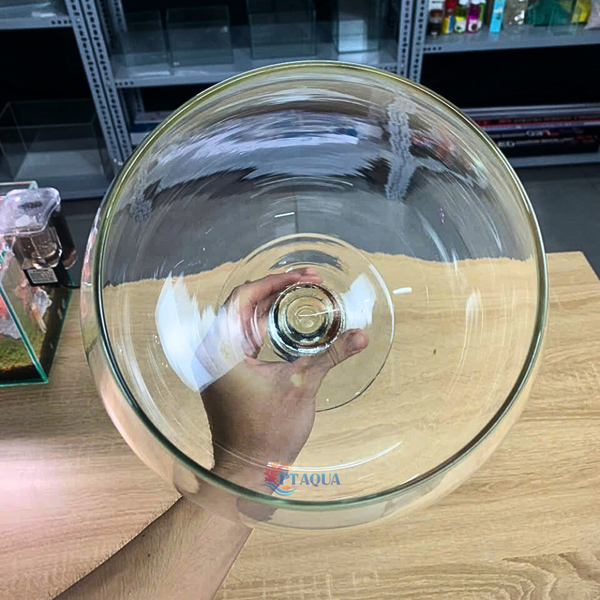 Chậu Thuỷ Tinh , Bể Cá mini Hình Ly Cỡ Đại Siêu To Kích Thước Bụng 24cm Cao 27cm hợp nuôi cá cảnh