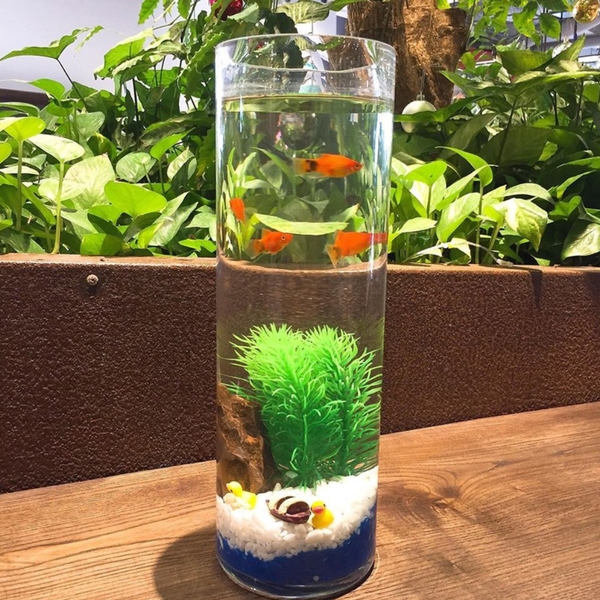 Chậu thủy tinh mini trụ tròn Nhiều kích cỡ