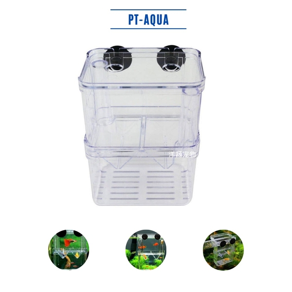 Lồng đẻ cho cá cảnh bằng mica