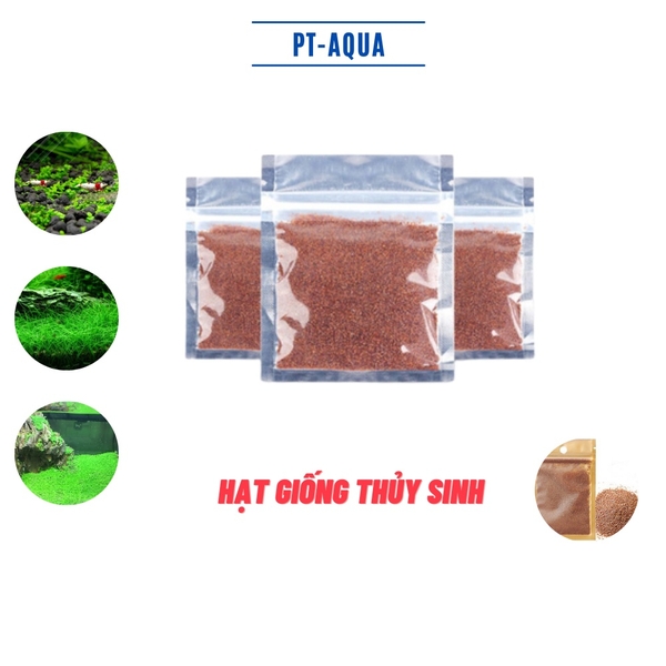 Hạt giống cây thủy sinh dùng cho tự SETUP hồ thủy sinh