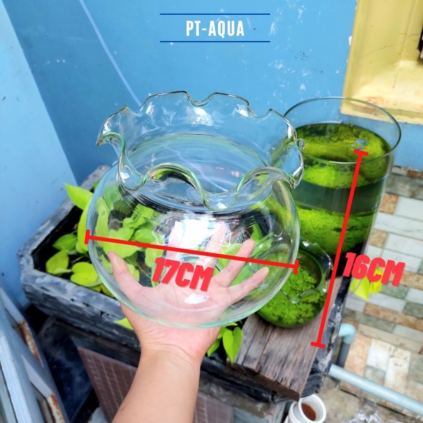 Chậu thủy tinh mini miệng bèo ngang 17cm cao 16cm