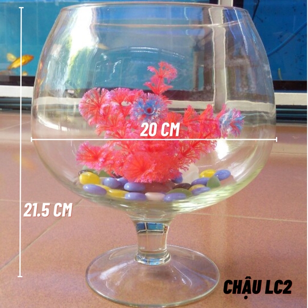 Chậu thủy tinh mini , chậu thủy tinh mini HÌNH LY , chậu thủy tinh LC2