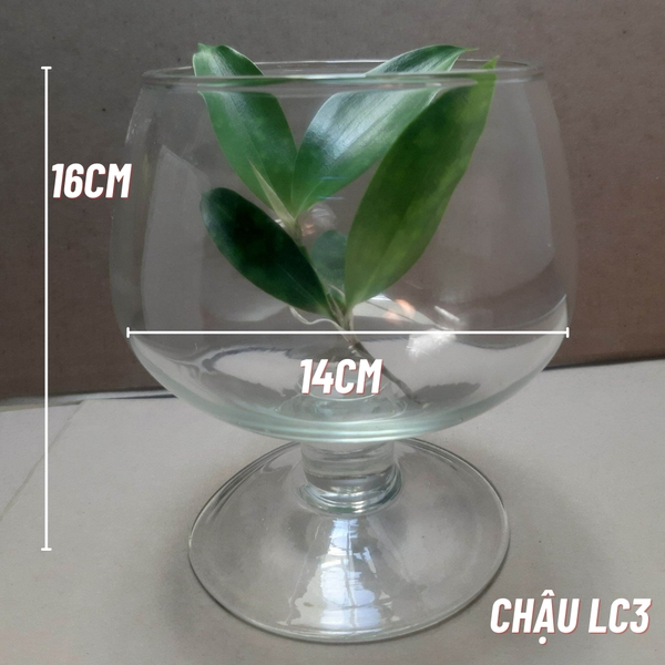 Chậu thủy tinh mini LC3 , chậu thủy tinh mini HÌNH LY , chậu thủy tinh LC3