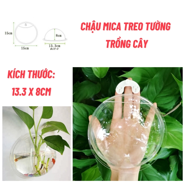 Chậu cây thủy sinh, bình hoa gắn tường, bể cá treo tường mini size 15cm chất liệu nhựa thủy tinh acrylic