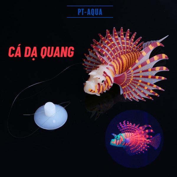 Cá Dạ Quang Thiết Kế Đẹp Màu Sắc Sặc Sỡ giúp làm đẹp Cảnh Quan Bể Cá