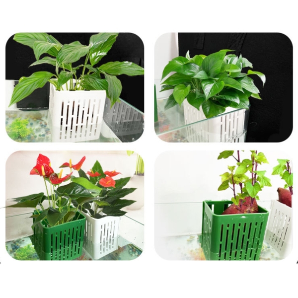 Giá Đỡ Trồng Cây Bán Cạn Gác Thành Hồ cá