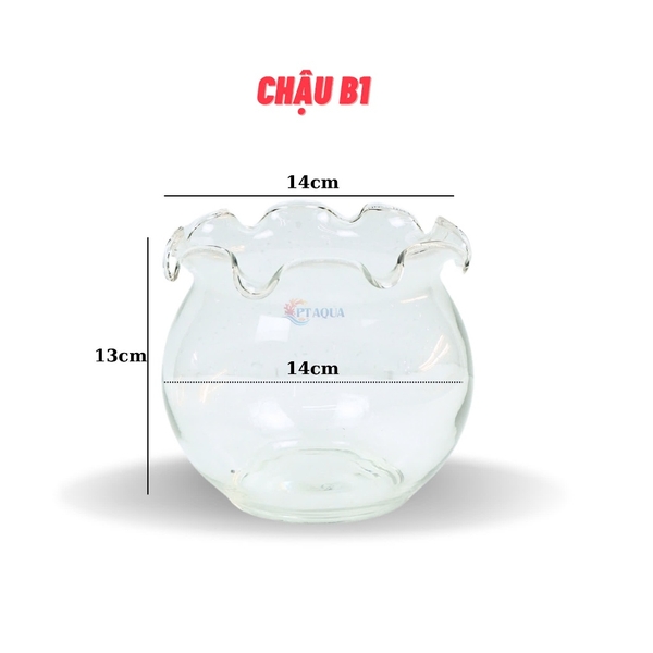 Chậu thủy tinh mini nuôi cá, bể cá mini để bàn