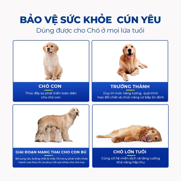 Vitamin tổng hợp cho chó - Bổ sung Lentinan