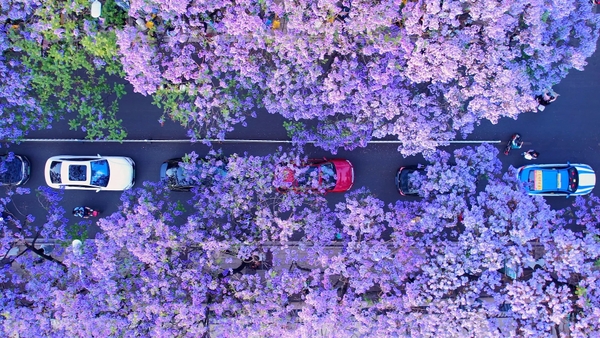 Review các tour Côn Minh mùa phượng tím tại Elite Tour: Chọn hành trình nào?